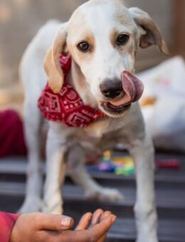 Leni 💗 zuckersüßes, junges Hundemädchen - Hamburg