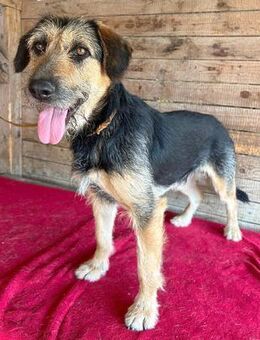 lieber Familienhund MATYI - Mamming