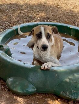 Freundlicher Wasser liebender NOLO - Völklingen