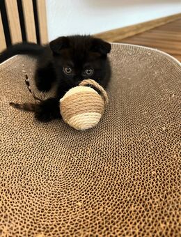 Reinrassiger Britisch Kurzhaar Kater - Östringen