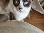 Siam-Mix Henry FIV + (ALM) - Geisenheim