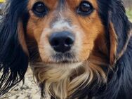 BOBISHA sucht Sofaplatz und Abenteuer - Schwabach