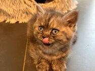 Babykatzen ! Süßen Britisch Langhaar Babys Suchen dringend ein neues Zuhause. - Köln