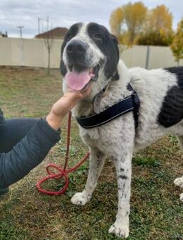 Sanfter, kinderlieber Riese Space - Mettmann