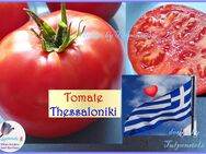 ♥ Bio Freiland-Tomate Thessaloniki Samen Gemüse Garten Tulpenstolz, Saat-Raritäten,samenfest,große Tomate rot aromatisch süß - Hamburg