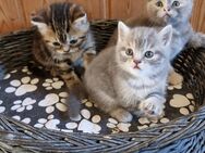 2 Süße Britische Kurzhaar Mix Kitten suchen noch ein Zuhause - Allstedt