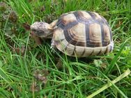 Landschildkröten Breitrand (tm) NZ 2020 - Salzweg