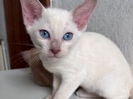 Siam - Mix Kitten suchen liebevolles Zuhause - Kaltenkirchen