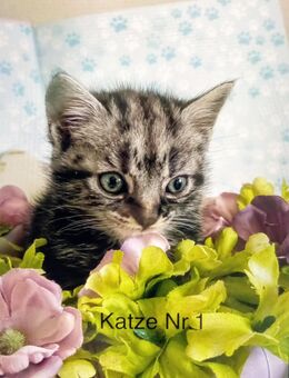 Kleine Katzen suchen ein neues Zuhause - Bielefeld