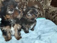 Yorkshire Terrier Welpen verkaufen - Gammertingen