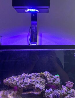 Nano Meerwasser Aquarium - Hillerse