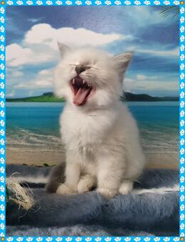 Ab dem März erwarten wir Heilige Birma Babys - Köln