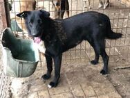 Puccini seit fast 4 Jahren im Shelter - Duisburg