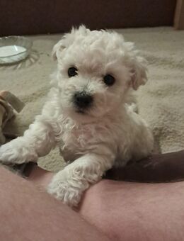 Niedliche kleine weiße Fellnasen abzugeben - Katlenburg-Lindau