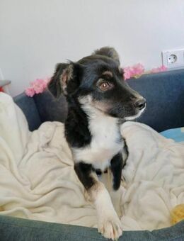 💛 Fröhlicher Welpe Sparky 💛 - Eislingen (Fils)