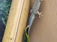 Lygodactylus mutabilis 1.0 und 0.1 in 81671