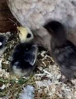 6 Zwerg-Cochin und mixküken abzugeben - Vellahn
