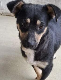 MULCSA SUCHT LIEBEVOLLES ZUHAUSE - Nörten-Hardenberg