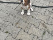 Beagle - Tännesberg