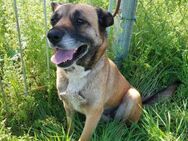 Liebe Schäferhund Mix Dame - Kappeln (Schleswig-Holstein)