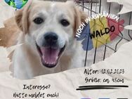 WALDO-möchte der -perfekte- Hund werden - Waakirchen