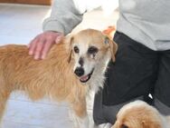 Gerettete Bea sucht ein Zuhause - Neuss