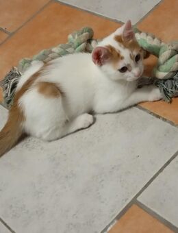 Katze Katzenbaby Babykatze - Flieden