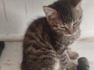 Süße baby katze sucht einen Besitzer - Könnern