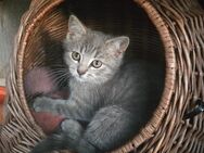 Britisch Kurzhaar Kitten BKH - Lübbenau (Spreewald)