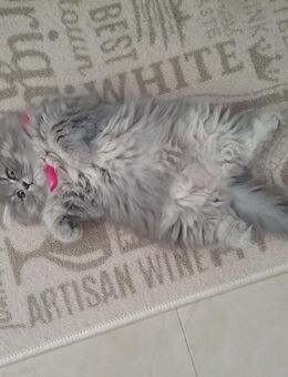 Persermädchen 12 Wochen alt - Rheinau