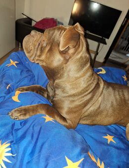 Old english Bulldogge Hündin 2,5j alt mit Stammbaum - Herforst