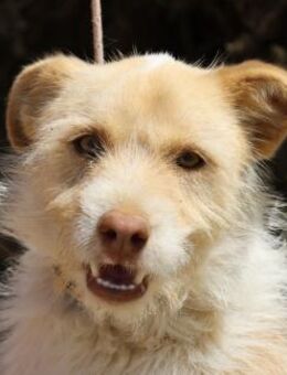 Julio, gut sozialisiert, klug, offen - Westerholt