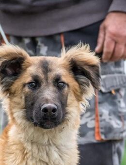 Nacho sucht ein zu Hause - Fließem
