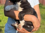 🐶💙Neugieriger Welpe Blue sucht Dich! - Eislingen (Fils)