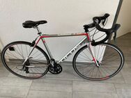 Rennrad Focus Culebro - Großenkneten