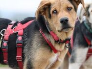 Welpenjunge ARCO sucht top Zuhause ❤️ - Neudenau