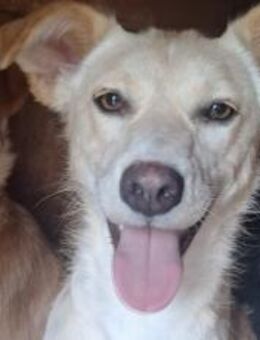 Tofu - für Menschen mit Herz und Geduld - München