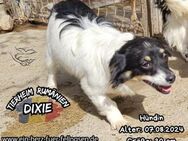 DIXIE-leidet ohne ihre Schwester Trixie - Waakirchen