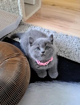 Bkh kitten reinrassige kurzhaar. - Osnabrück