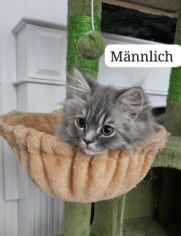 Perserkatzen kitten - Krefeld