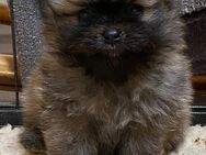 Zwergspitz Pomeranian Welpen mit Ahnentafel - Haltern (See)