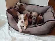 Chihuahua welpen Kurzhaar Apfelkopfform - Hanau (Brüder-Grimm-Stadt) Wolfgang