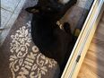 Schäferhund in 56626
