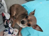 Mini-chihuahua Deckrüde - Lage (Nordrhein-Westfalen)