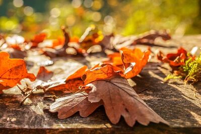 Ein Heim voller Liebe, Wärme und goldener Herbststimmung - Exklusives & nachhaltiges Traumhaus