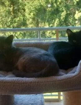 Misty & Duchess Dreamteam sucht Zuhause - Unterföhring