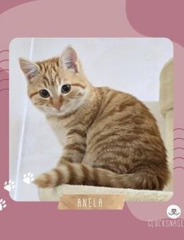 Kätzchen Anela möchte Deine Welt erobern - Lalendorf