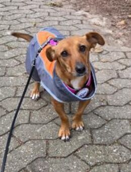 🐾 Gianna sucht ihr Für-immer-Zuhause💕 - Freilassing