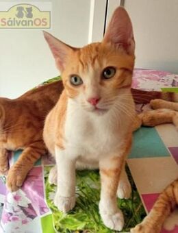 Blanco - niedlicher Kater sucht Zuhause - Bad Camberg