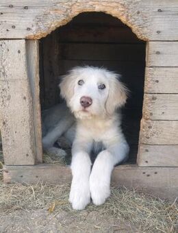 Millie sucht ihr Happy End - Enger (Widukindstadt)